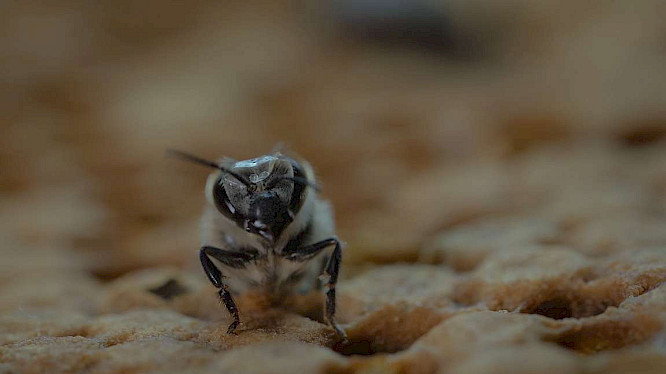 2020 primate visions