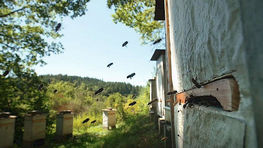 BEEWILDERED COMPANIONS