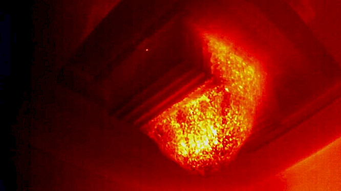 2020 primate visions