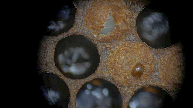 2020 primate visions