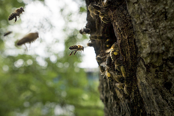 2020 primate visions