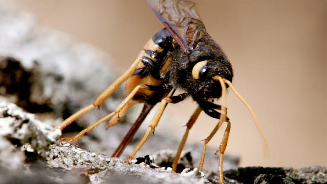 2020 Klaus Scheurich