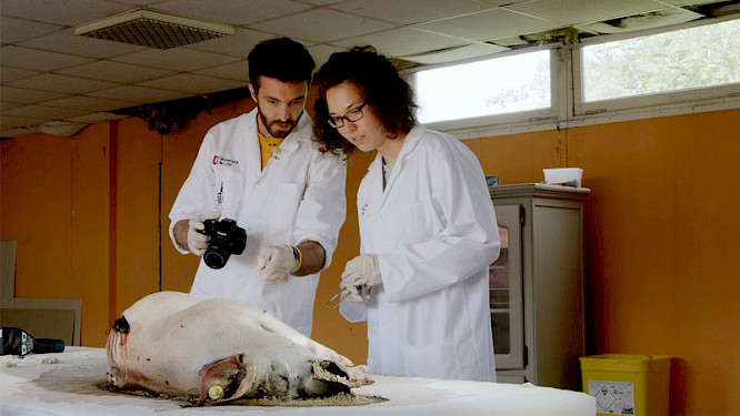 2020 Klaus Scheurich