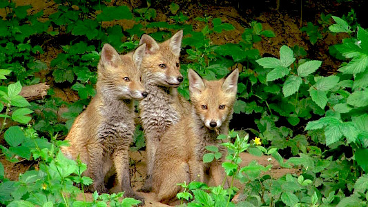 THE MAGICAL FOUR &ndash; OUR SEASONS