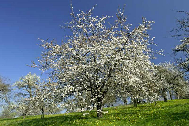 2020 Steffen Sailer, Alexandra Sailer