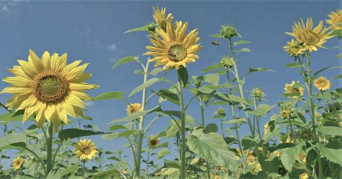 2020 Steffen Sailer, Alexandra Sailer