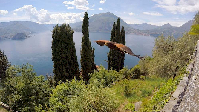 2020 Giuseppe Bucciarelli