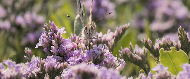 2020 Bildersturm | Windmill | RFF | Pieter-Rim de Kroon