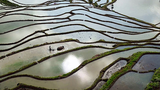 BALANCE OF THE FIVE ELEMENTS