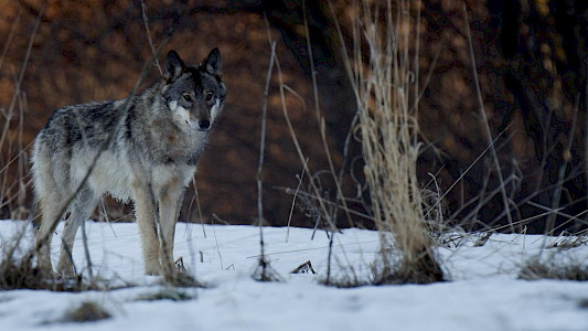 WILD HEART OF EUROPE 