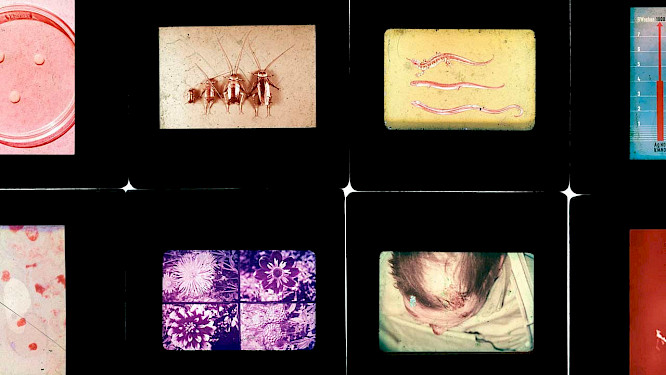 2020 Deckert Distribution GmbH