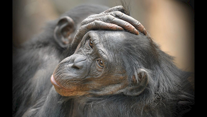 2021 Anja Krug-Metzinger