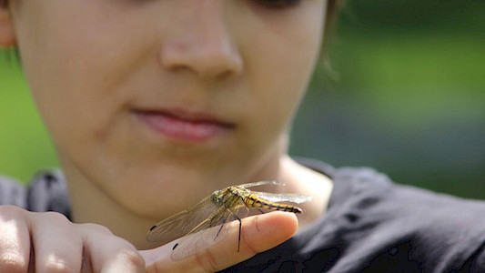 PEPE AND THE WORLD OF INSECTS