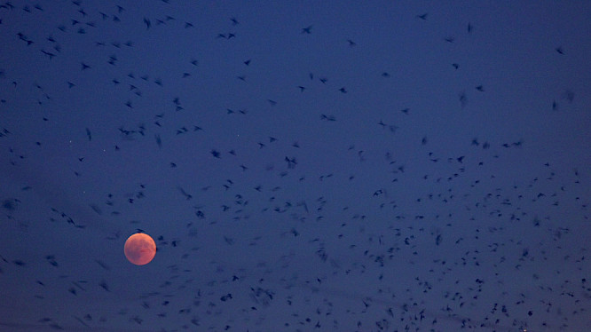 Studies at Huningue &ndash; Basel or the tree to sleep