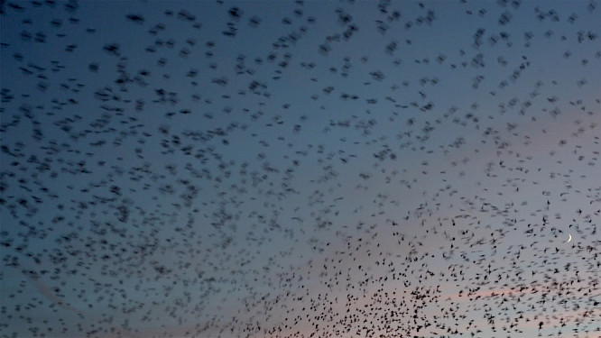 Studies at Huningue &ndash; Basel or the tree to sleep