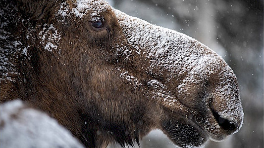 THE CIRCLE OF MOOSE
