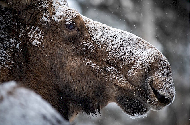 The Circle of Moose