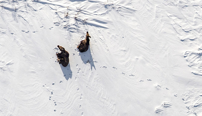 The Circle of Moose