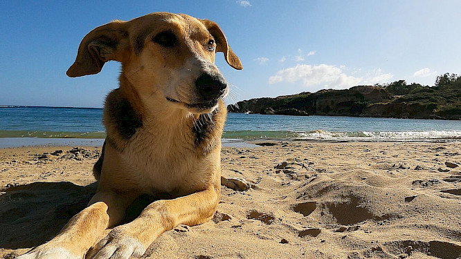 2022 Klaus Scheurich