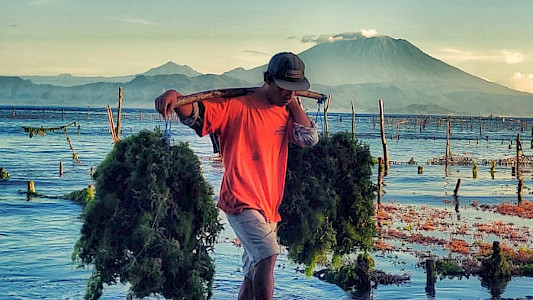 THE SEAWEED FARMERS OF NUSA PENIDA