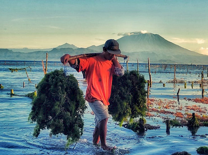 The Seaweed Farmers of Nusa Penida