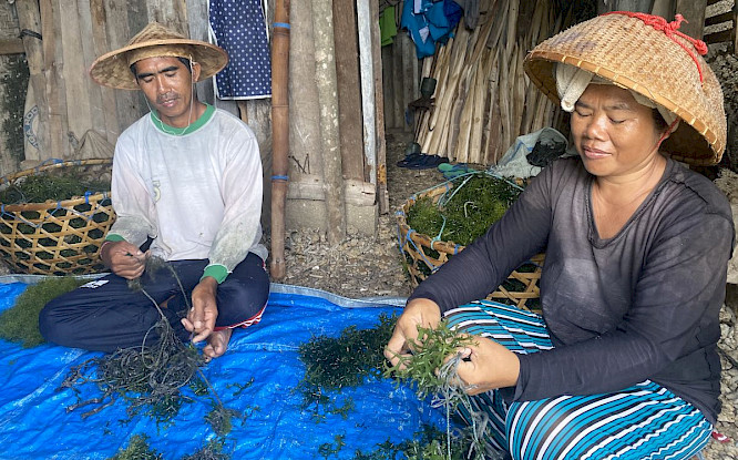 The Seaweed Farmers of Nusa Penida