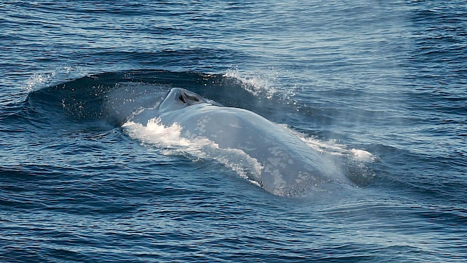 2021 James Muir | Greenstone 