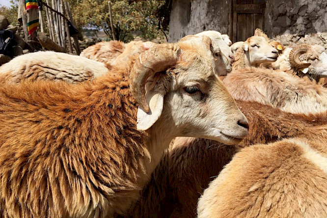 2021 berlin producers | Heidefilm | ALBATROSS 