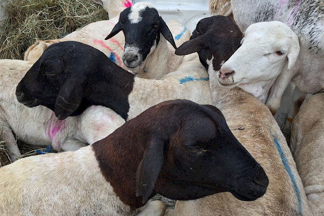 2021 berlin producers | Heidefilm | ALBATROSS 