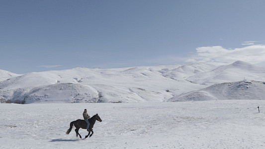 5 DREAMERS AND A HORSE