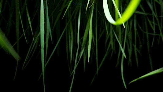 RADIANT GREEN FIELDS