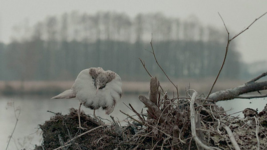 DEAD BIRDS FLYING HIGH