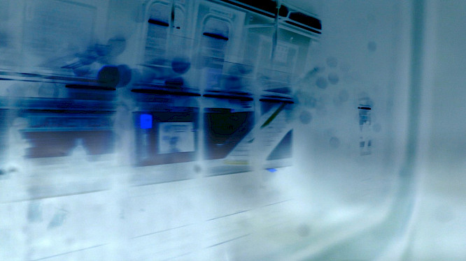 Survivor Manifesto - The Art of Making Kin