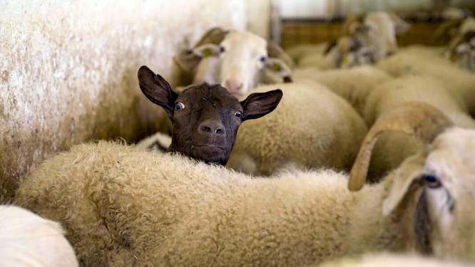 2022 Florianfilm | NEW DOCS