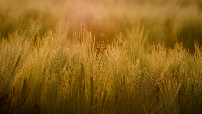 2021 telekult Film- und Medienprod. | NEW DOCS 