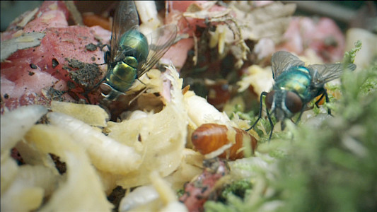 POLLEN AND INSECTS &ndash; FORENSIC SCIENCE AND ITS NEW TECHNIQUES