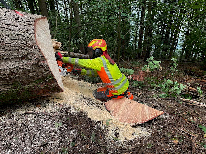 The Log Rafters of Lake Aegeri