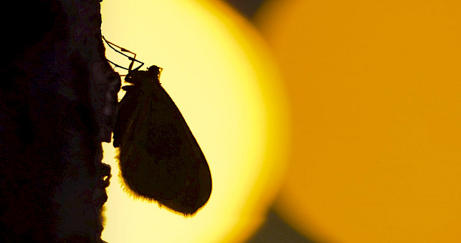 2022 Albatross World Sales GmbH | Marco Polo Film AG