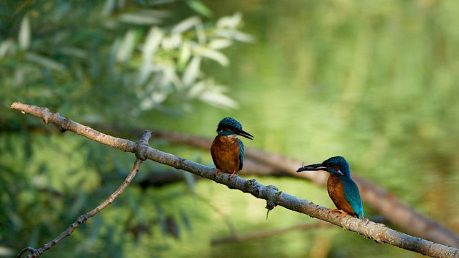 2022 if&hellip; Productions | FILMPERLEN