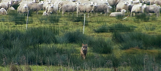 2023 if... Productions | mindjazz pictures | RISE AND SHINE WS