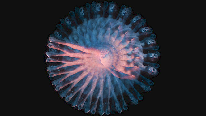 2023 madame le tapis | HEARTWAKE films | Wild Fang Films