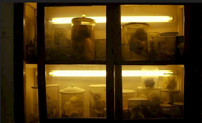 2023 Real Pictures | LuFilms | Tama Film