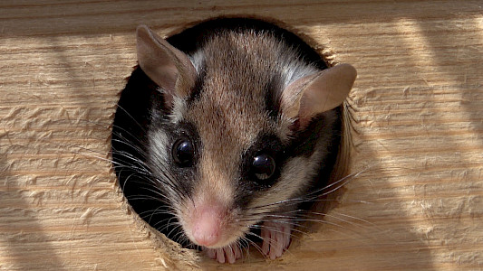 DORMOUSE DETECTIVES &ndash; A SCIENCE MYSTERY