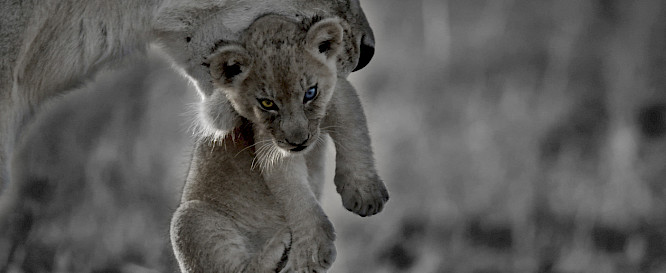 2021 Owen Pr&uuml;mm