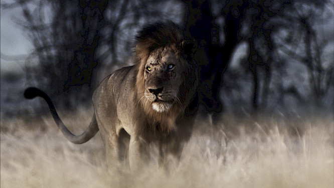 2021 Owen Pr&uuml;mm