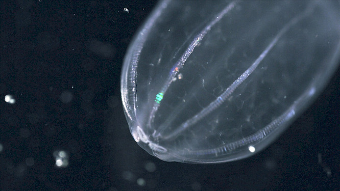 2024 Christina Karliczek Skoglund