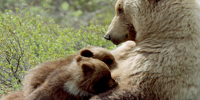 2023 Boas Schwarz |Marco Polo Film