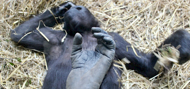 2024 Pantera Film GmbH