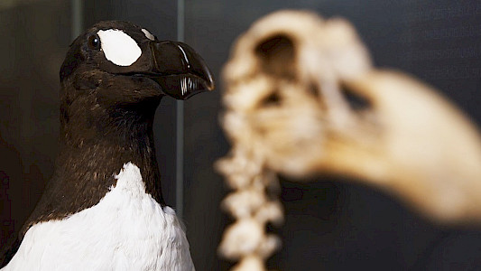 DE-EXTINCTION &ndash; SPECIES PROTECTION 2.0?