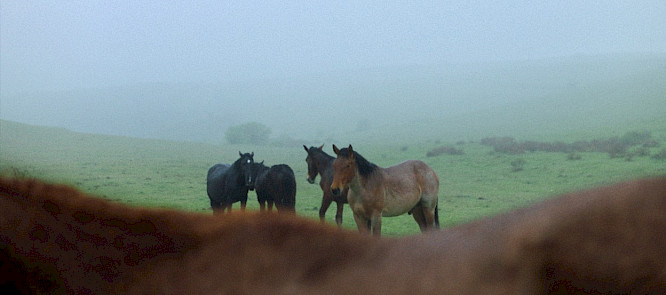 2024 Red Carpet | Wood Water Films